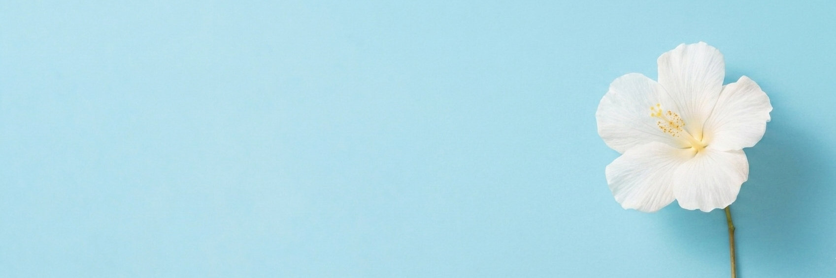 Eine einzelne weiße Hibiskusblüte auf einem hellblauen Hintergrund, minimalistisch auf der rechten Bildseite platziert.